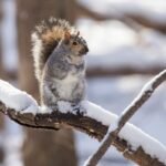 Gyvūnai žiemą: kaip paruošti natūralistinį sodą ir suteikti pagalbą laukiniams gyvūnams