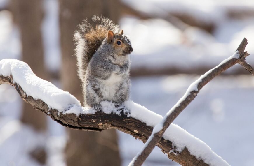 Gyvūnai žiemą: kaip paruošti natūralistinį sodą ir suteikti pagalbą laukiniams gyvūnams