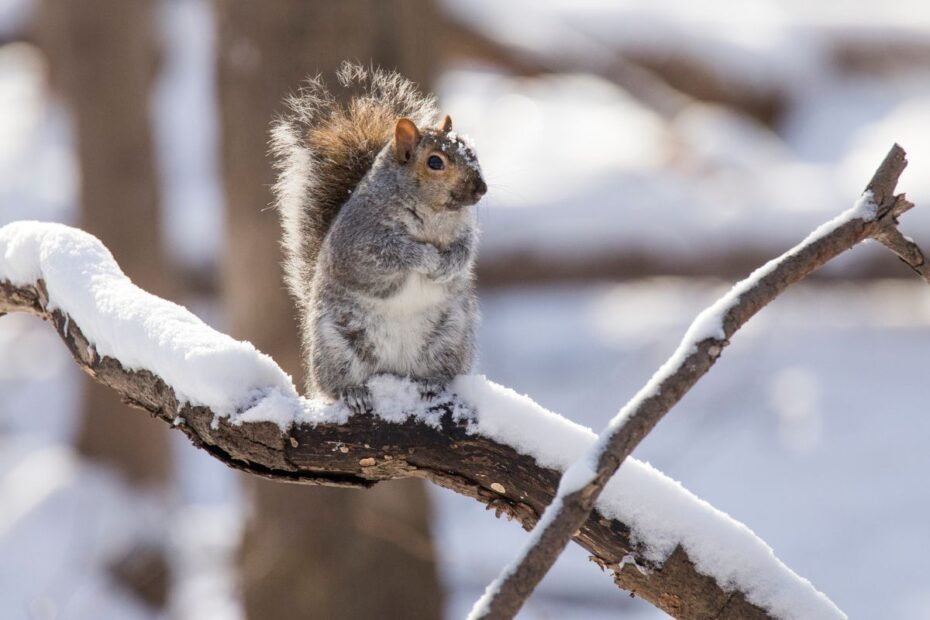 Gyvūnai žiemą 2 | Derlingas.lt Gyvūnai žiemą: kaip paruošti natūralistinį sodą ir suteikti pagalbą laukiniams gyvūnams