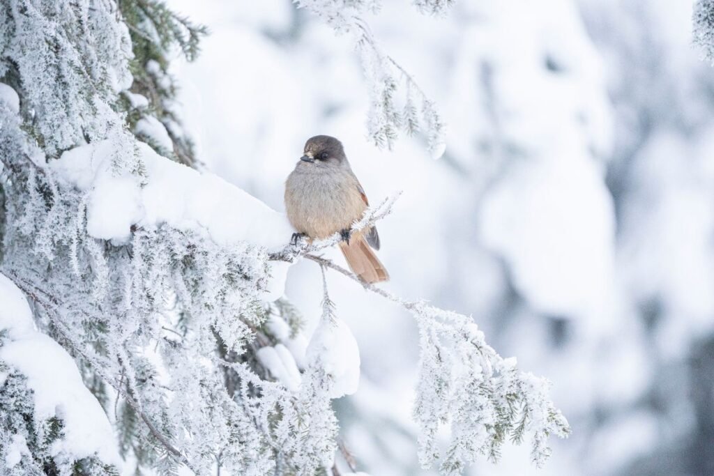 Gyvūnai žiemą 7 | Derlingas.lt Gyvūnai žiemą: kas nėra pagalba