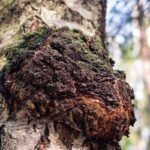 Juodasis beržo grybas – super grybas, nenustojantis stebinti mokslininkų. Kodėl verta jo ieškoti?