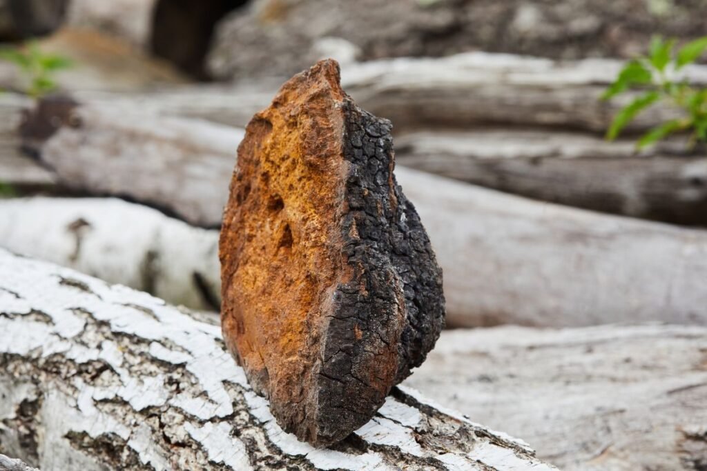 Juodasis beržo grybas 2 | Derlingas.lt Juodasis beržo grybas – super grybas, nenustojantis stebinti mokslininkų. Kodėl verta jo ieškoti?