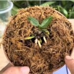 Kaip atgaivinti orchidėją: veiksmingos priemonės – valgomoji soda ir kava