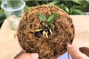 Kaip atgaivinti orchidėją: veiksmingos priemonės – valgomoji soda ir kava