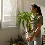 Kambarinių gėlių priežiūra žiemą: dažniausiai pasitaikančios priežiūros klaidos ir svarbūs patarimai