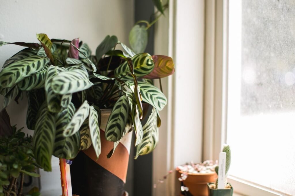 Kambarinių gėlių priežiūra žiemą: ramybės laikas