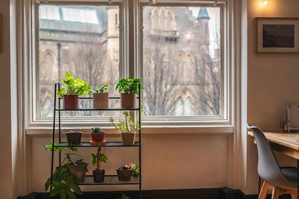 Kambarinių gėlių priežiūra žiemą: temperatūra ir išdėstymo gudrybės