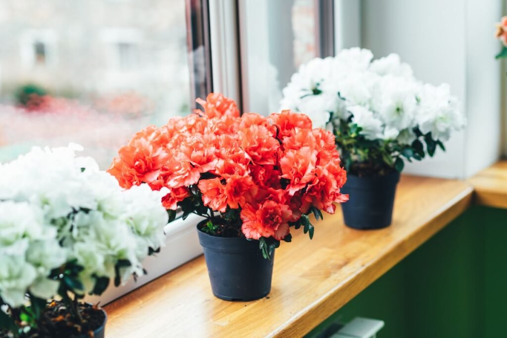  Žiemą žydinčios gėlės – ypatingi svečiai