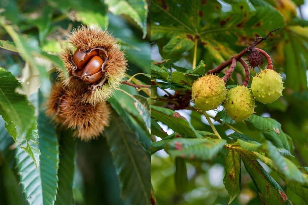 Kaip atskirti kaštainį nuo kaštono?