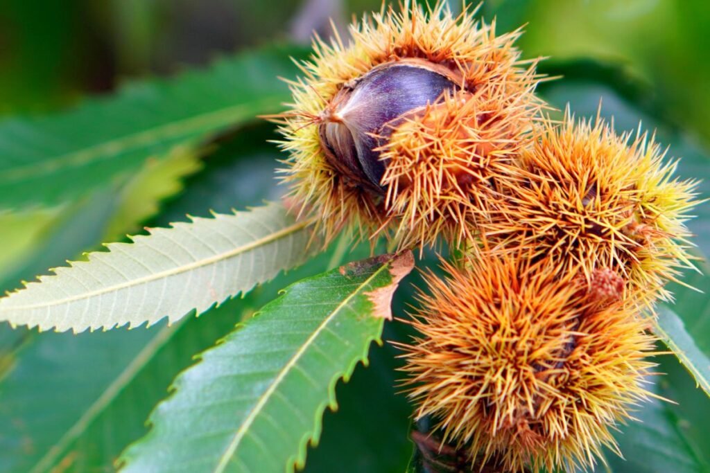 Kaštainio priežiūra: tręšimas, laistymas, genėjimas