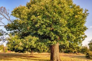 Kaštainis nuo sodo iki stalo: ar įmanoma užauginti šį pietų Europos žiemos sezono delikatesą?