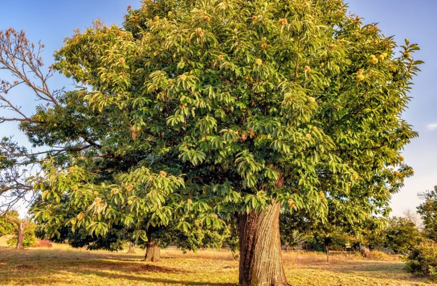 Kaštainis nuo sodo iki stalo: ar įmanoma užauginti šį pietų Europos žiemos sezono delikatesą?