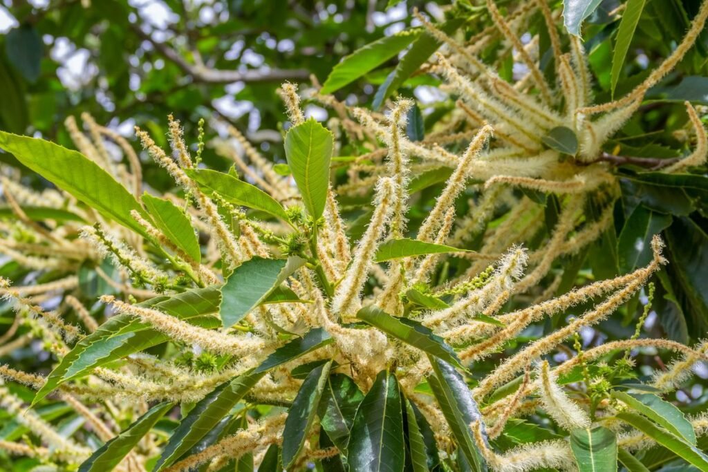 Kaštainis: kilmė, istorija, išvaizda