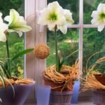 Kodėl nežydi amarilis