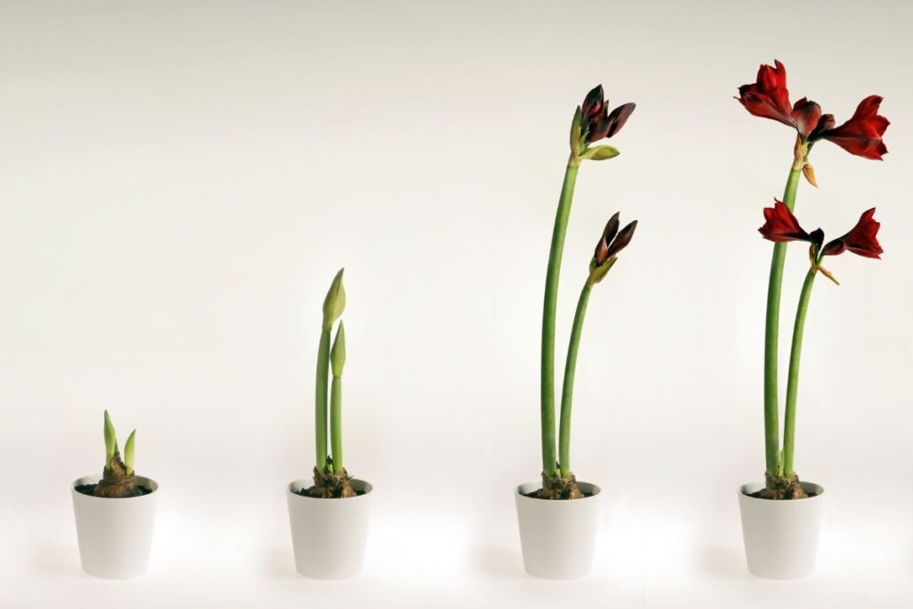 Kodėl nežydi amarilis 2 | Derlingas.lt Kodėl nežydi amarilis? Netinkama temperatūra