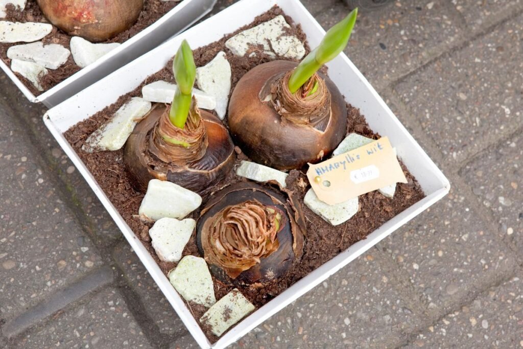 Kodėl nežydi amarilis 3 | Derlingas.lt Kodėl nežydi amarilis? Praleistas ramybės periodas