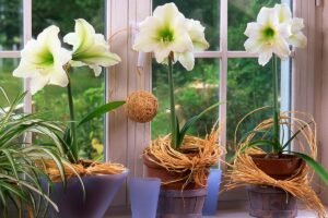 Kodėl nežydi amarilis