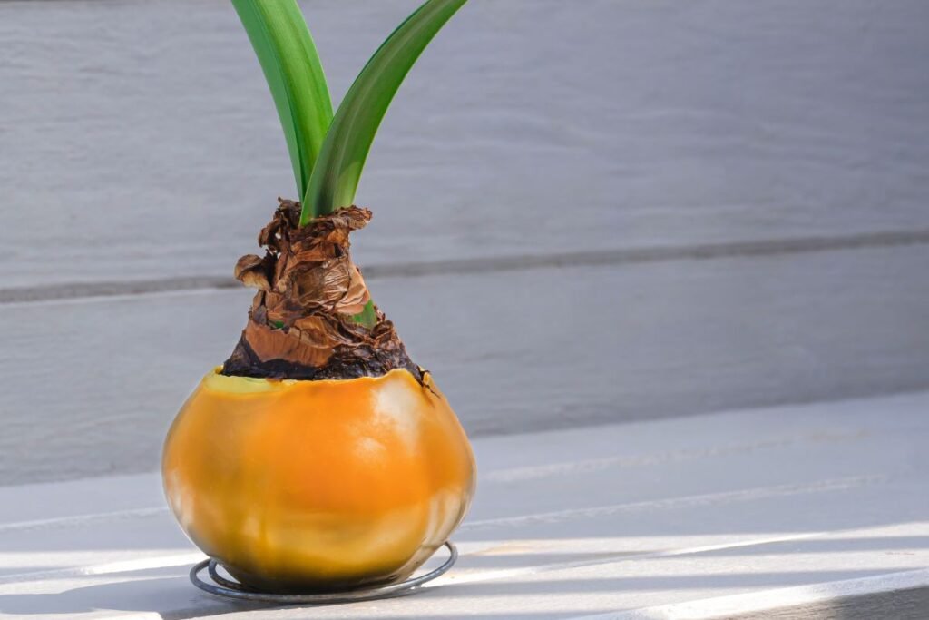 Kodėl nežydi amarilis 5 | Derlingas.lt Kodėl nežydi amarilis? 6 priežastys ir paprasti jų sprendimo būdai