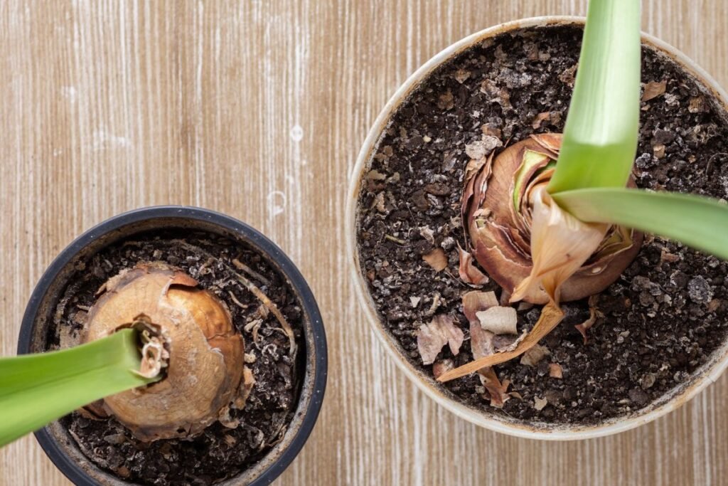 Kodėl nežydi amarilis 8 | Derlingas.lt Kodėl nežydi amarilis? Netinkamas laistymas