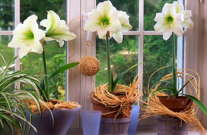 Kodėl nežydi amarilis