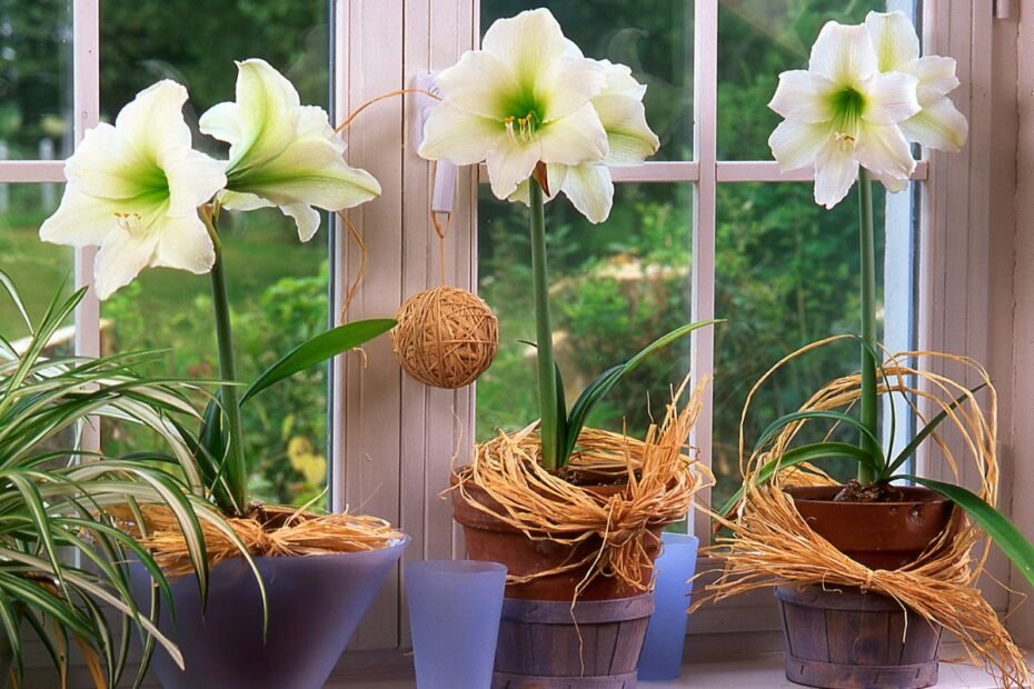 Kodėl nežydi amarilis | Derlingas.lt Kodėl nežydi amarilis