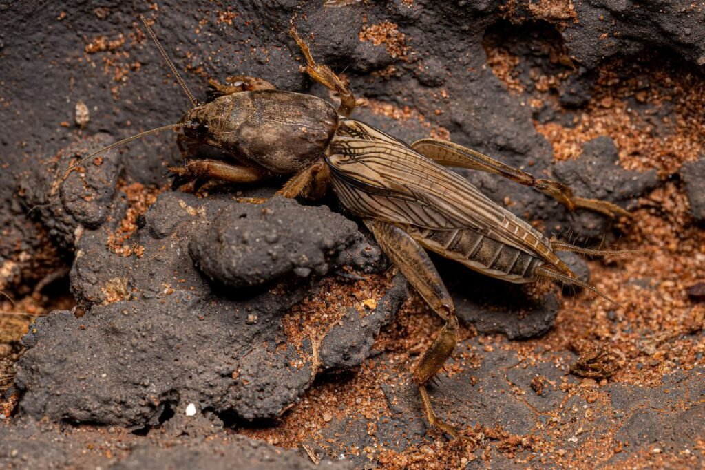 Kurkliai 1 | Derlingas.lt Kodėl verta veikti būtent dabar