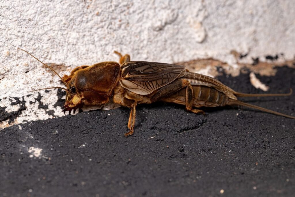 Kurkliai 2 | Derlingas.lt Kas yra kurkliai ir kodėl jie tokie pavojingi