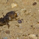 Kurkliai sode nebekels rūpesčių, jei pasirūpinsite jų naikinimu dabar. Kokių priemonių imtis rudenį?