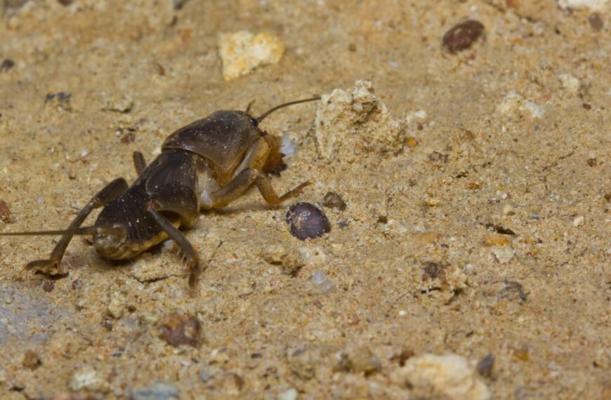Kurkliai sode nebekels rūpesčių, jei pasirūpinsite jų naikinimu dabar. Kokių priemonių imtis rudenį?