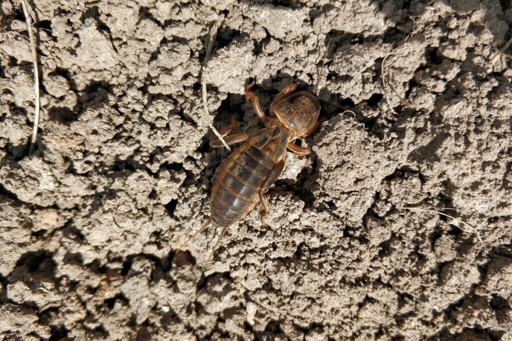 Kurkliai 4 | Derlingas.lt Kurkliai sode: kiti rudens kovos metodai