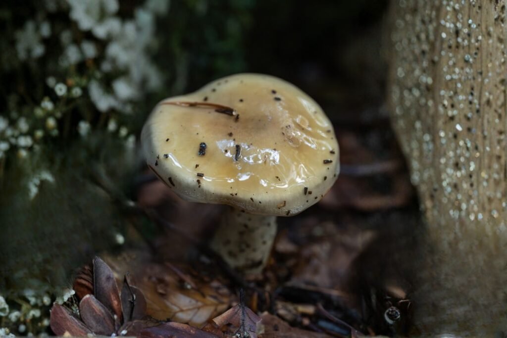 Kvapioji guotė (Hygrophorus agathosmus) | Derlingas.lt Kvapioji guotė (Hygrophorus agathosmus)