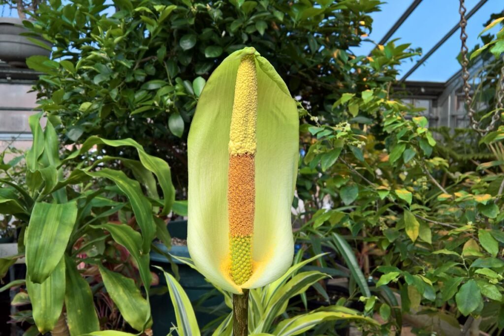 Lavongėlė, amorfofalas