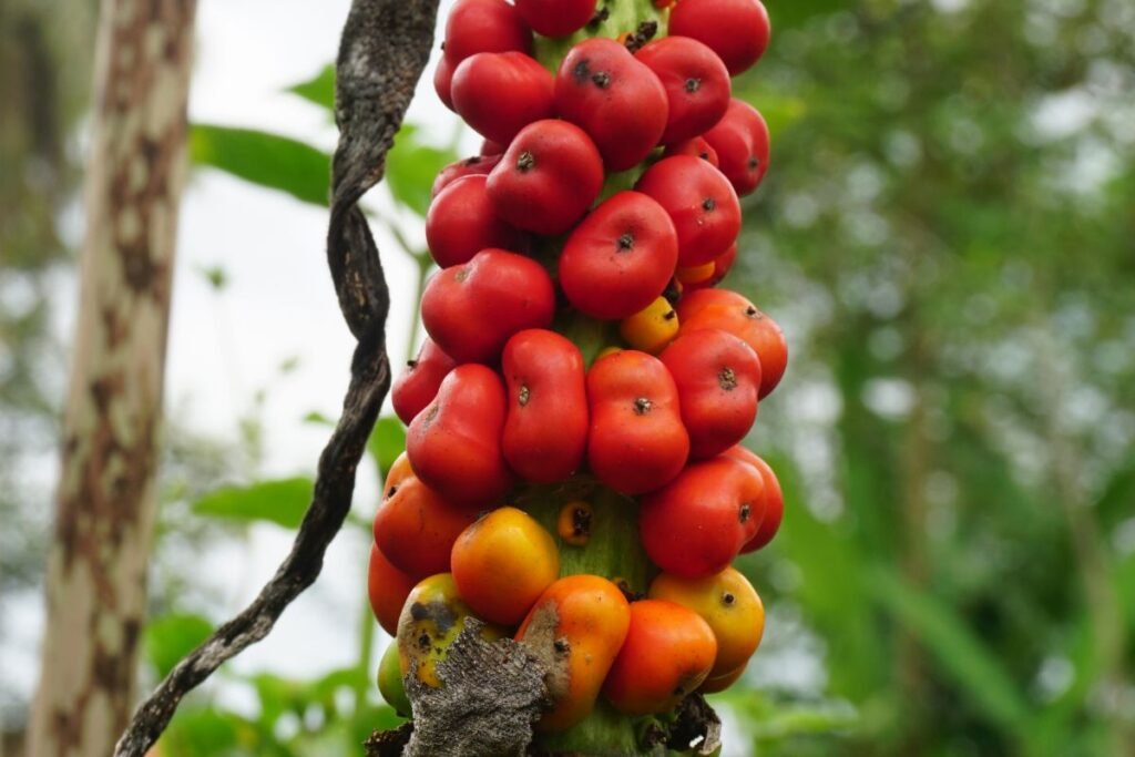 Lavongėlė, amorfofalas