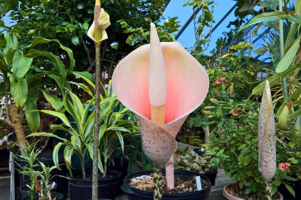 Lavongėlė amorfofalas