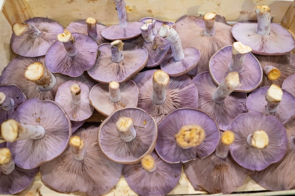 Lelijinė stirnabudė arba violetinė stirnabudė: patarimai grybautojams