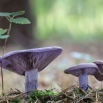 Lelijinė stirnabudė nustebins ne tik spalva, bet ir skoniu. Miškuose dar tikrai dygsta!