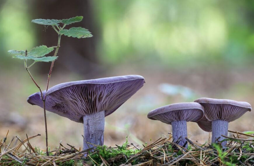 Lelijinė stirnabudė nustebins ne tik spalva, bet ir skoniu. Miškuose dar tikrai dygsta!