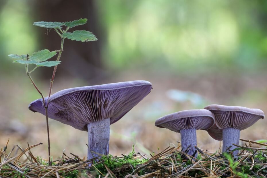 Lelijinė stirnabudė nustebins ne tik spalva, bet ir skoniu. Miškuose dar tikrai dygsta!