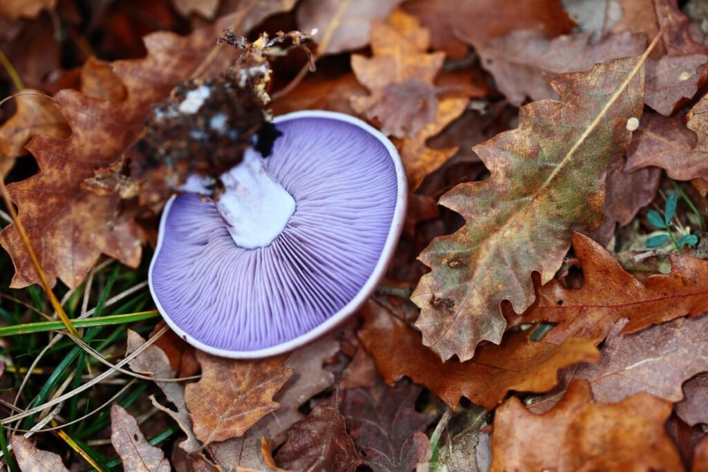Lelijinė stirnabudė: išvaizda ir atpažinimo požymiai