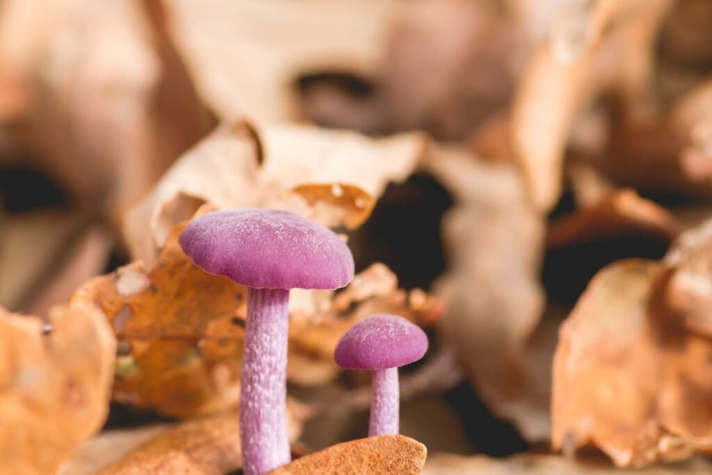 Kur ir kada auga lelijinė stirnabudė?