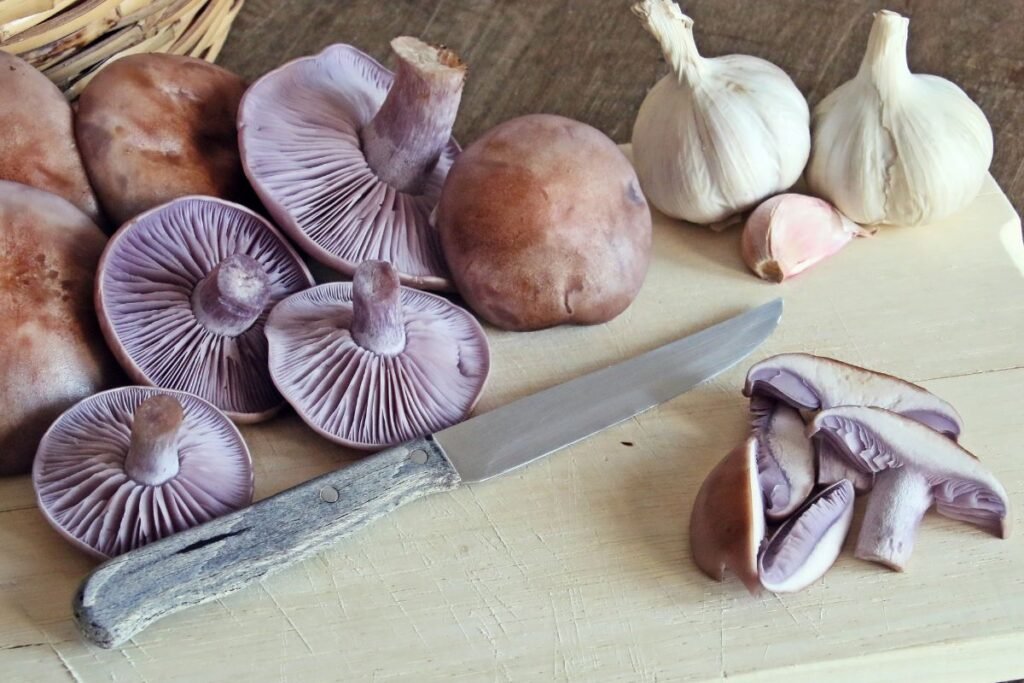 Lelijinė stirnabudė: maistinė vertė ir kulinarinis panaudojimas