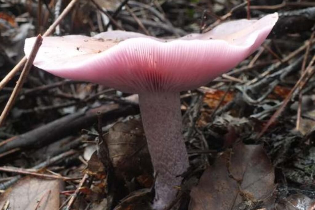 Kaip atskirti nuo kitų grybų