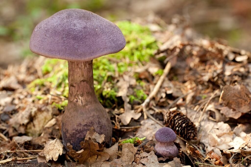 Kaip atskirti nuo kitų grybų