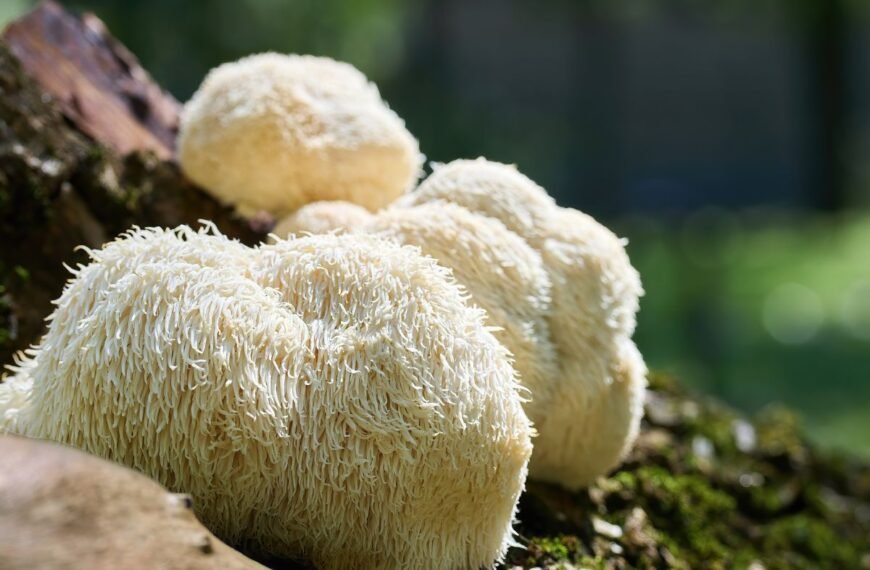 Liūto karčiai – ypatingas grybas sveikatai ir protui. Ar galime jį aptikti mūsų miškuose?