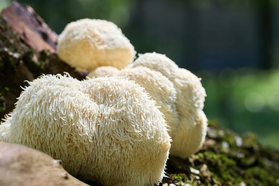 Liūto karčiai – ypatingas grybas sveikatai ir protui. Ar galime jį aptikti mūsų miškuose?