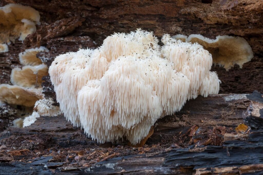 Ar Lietuvoje auga liūto karčiai?