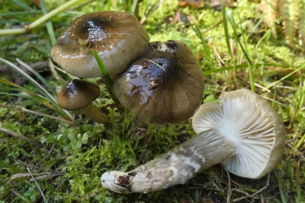 Margakotė guotė (Hygrophorus olivaceoalbus) | Derlingas.lt Margakotė guotė (Hygrophorus olivaceoalbus)