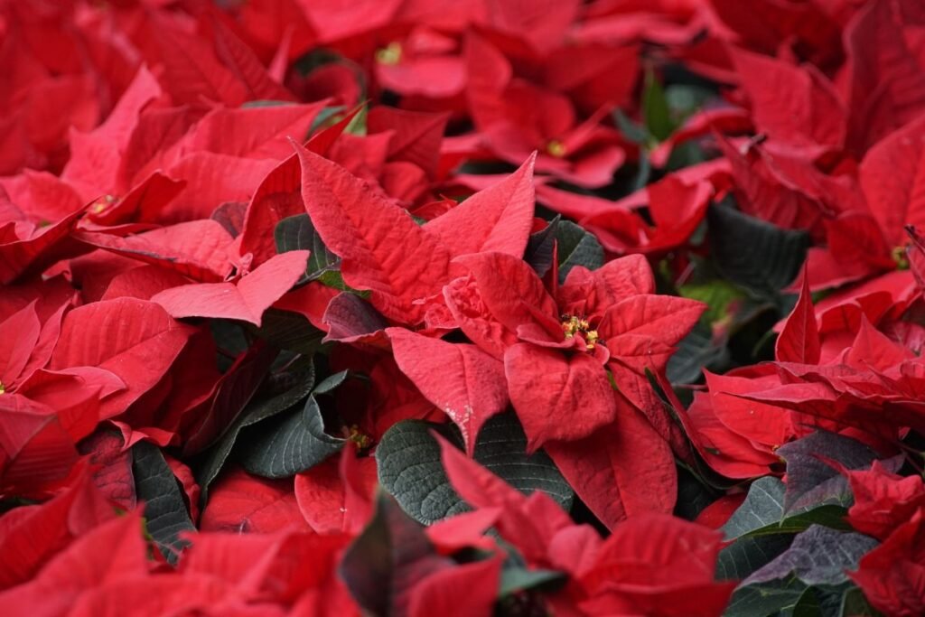 Puansetija – kraujo gėlė saulės ir karo dievui