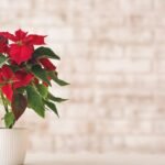 Puansetija – Kalėdų žvaigždė: ką daryti, kad žydėtų per šventes?