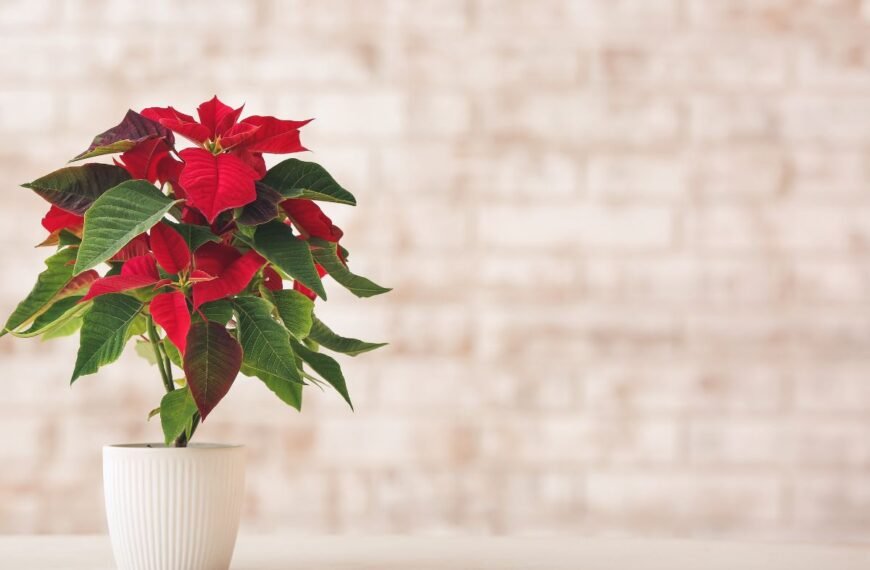 Puansetija – Kalėdų žvaigždė: ką daryti, kad žydėtų per šventes?